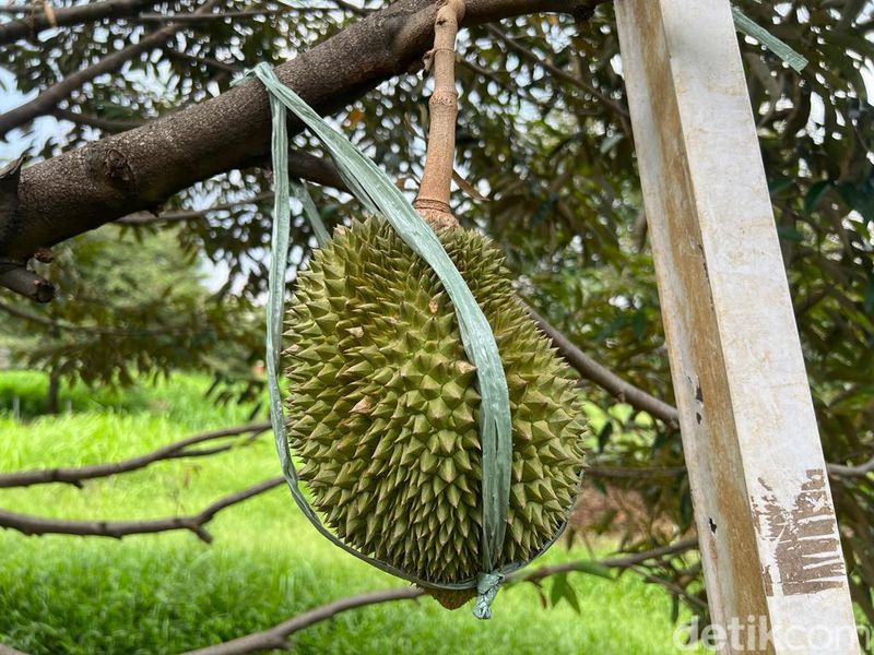 Kebun durian Depok