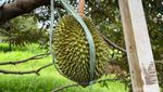 Serunya Keliling Kebun Durian hingga Cicip Durian Premium D24 di Depok