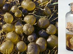 15 Kejadian Aneh dalam Sejarah yang Tak Bisa Dijelaskan