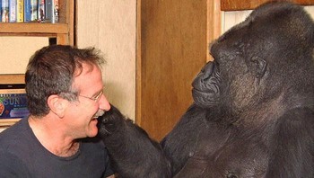 Gorila Koko diajari bahasa isyarat dan mampu berkomunikasi dengan manusia. Dalam wawancara, Francine Patterson, pelatih Koko dan orang terdekatnya, ditanya seberapa dalam percakapan dengan Koko. Ini dimulai dengan percakapan Koko dengan salah satu pengasuh tentang kematian. Pengasuh menunjukkan kerangka kepada Koko dan bertanya, Ini hidup atau mati? Koko menjawab, “Mati, terbungkus.” Kemudian pengasuhnya bertanya, “Kemana perginya hewan ketika mati?” Koko berkata, “Lubang yang nyaman.” Lalu dia memberi ciuman selamat tinggal. Kisah menarik ini mengejutkan banyak orang dan menyisakan ruang untuk perdebatan filosofis. Andai saja Koko bisa menguraikan pemikirannya. Foto: Bored Panda
