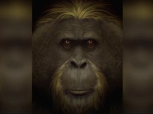 Misteri Punahnya Kera Raksasa Purba Terungkap