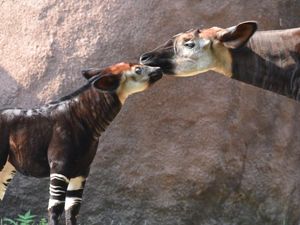 Okapi, Hewan Unik Mirip Jerapah-Berbadan Zebra