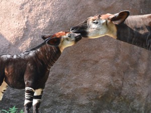 Okapi, Hewan Unik Mirip Jerapah-Berbadan Zebra