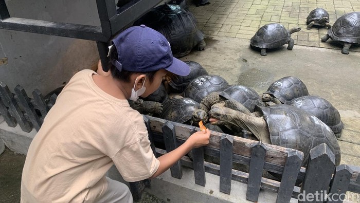Suasana pengunjung saat beri makan kura-kura di Medan. (Foto: Kartika Sari/detikSumut).