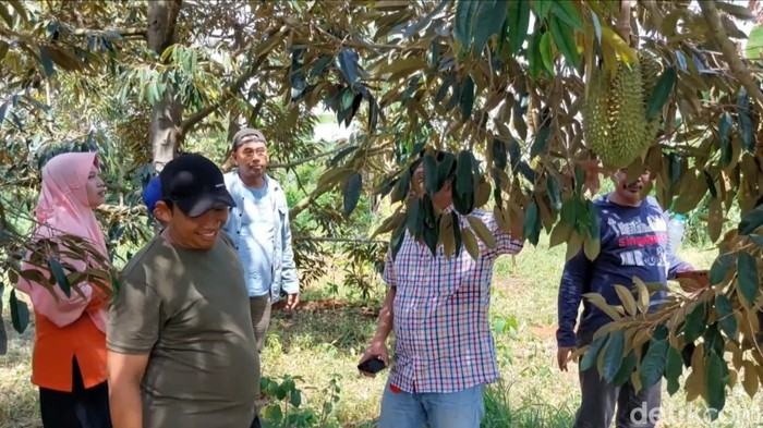Durian di Kebunnya Langsung di Desa Sugihan, Kecamatan Solokuro