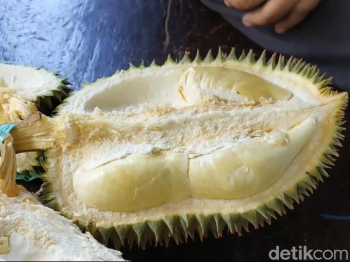 Durian di Kebunnya Langsung di Desa Sugihan, Kecamatan Solokuro