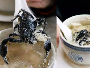 Ekstrem! 5 Makanan Enak dan Populer Ini Pakai Topping Kalajengking