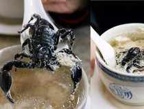 Ekstrem! 5 Makanan Enak dan Populer Ini Pakai Topping Kalajengking