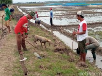 Melihat Tradisi Gropyokan, Jurus Petani di Cirebon Basmi Hama Tikus