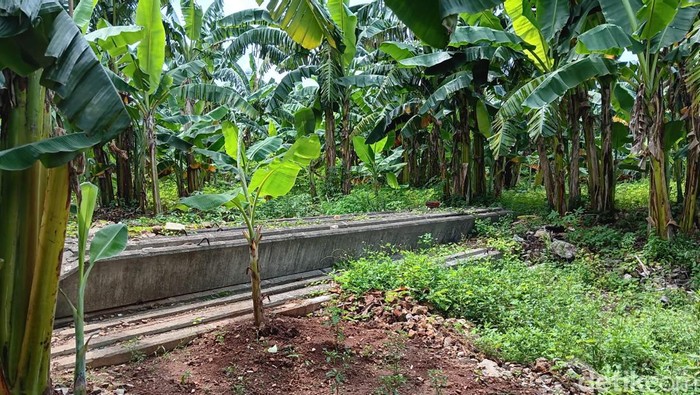 Kali Pesanggrahan
