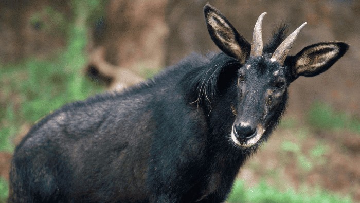 Kambing Sumatera