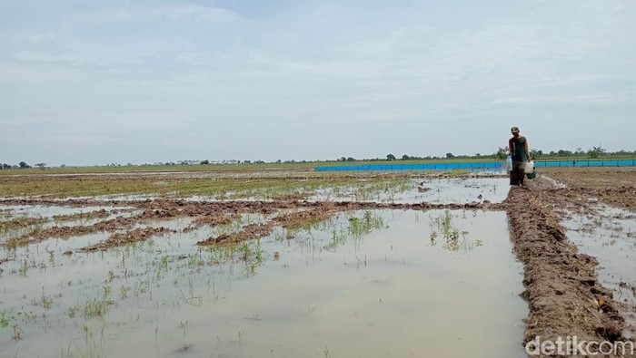 Kondisi lahan pertanian di Desa Ujungsemi, Kecamatan Kaliwedi, Kabupaten Cirebon
