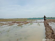 Ungkapan Petani Cirebon Masa Tanam Mundur Akibat El Nino