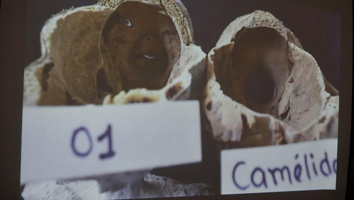 Mumi alien di Peru Foto-foto penelitian yang dilakukan Institute of Legal Medicine of Peru terhadap 'mumi alien' yang membuktikan bahwa itu adalah boneka yang terbuat dari tulang binatang, kertas dan metal.