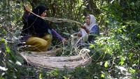 Rotan slimit yang masuk dalam tumbuhan palma hasil hutan bukan kayu banyak ditemukan di hutan Aceh dan dipasarkan untuk memenuhi kebutuhan bahan baku produk industri mebel serta UMKM kerajinan rotan.