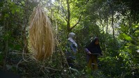 Harga jual rotan slimit yakni Rp 15.000 hingga Rp 16.000 per kilogram.