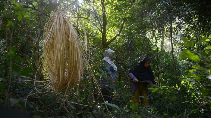 Warga mengumpulkan rotan slimit (Calamos melanoloma mart) di hutan pegunungan Kabupaten Aceh Besar, Aceh, Senin ( 15/1/2024). Rotan slimit yang masuk dalam tumbuhan palma hasil hutan bukan kayu banyak ditemukan di hutan Aceh dan dipasarkan untuk memenuhi kebutuhan bahan baku produk industri mebel serta UMKM kerajinan rotan dengan harga jual Rp15.000 hingga Rp16.000 per kilogram. ANTARA FOTO/Ampelsa/rwa.