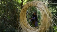 Warga memisahkan kulit duri rotan slimit (Calamos melanoloma mart) di hutan pegunungan Kabupaten Aceh Besar, Aceh, Senin ( 15/1/2024).