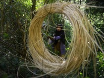 Mengintip Kegiatan Emak-emak Pencari Rotan di Aceh