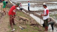 Satu persatu, lubang-lubang yang ada di sekitar area persawahan pun digali oleh para petani. Setelah ada tikus yang keluar, maka anjing-anjing pemburu akan dengan sigap menangkapnya.