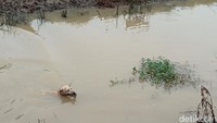 Dalam setiap melakukan tradisi gropyokan ini, para petani juga turut menerjunkan anjing-anjing pemburu. Anjing-anjing itu sengaja dilibatkan agar proses perburuan tikus dapat lebih cepat.