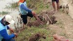 Melihat Tradisi Gropyokan, Jurus Petani di Cirebon Basmi Hama Tikus