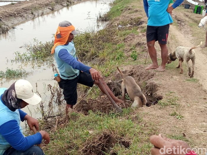 Petani Cirebon berburu tikus. Petani Cirebon berburu tikus.