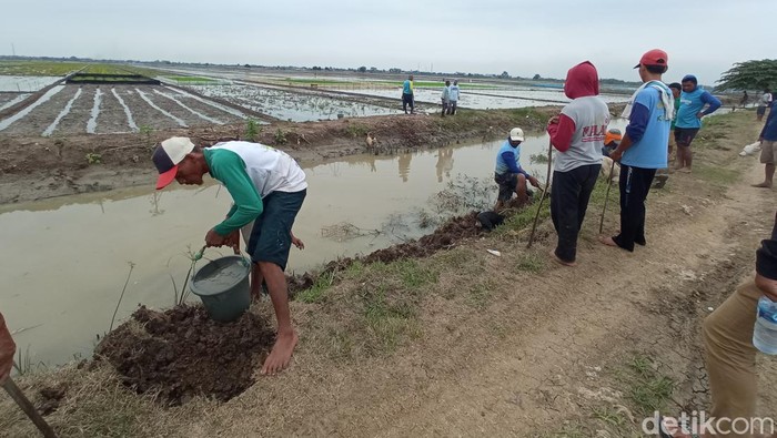 Petani Cirebon berburu tikus.