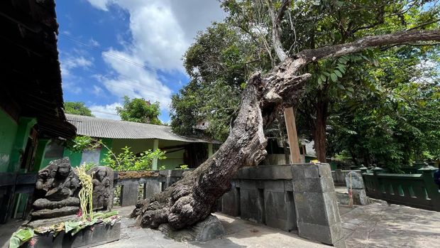 Pohon soko temanten di Sendang Kasihan Bantul