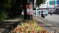 Terlihat di sepanjang jalan Yos Sudarso semua poster caleg kebanyakan di tempel di pohon.