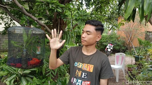 Siswa SMAN 5 Kota Kupang, Davis Marthin Damaledo, penemu spesies serangga ranting baru bernama Nesiophasma sobesonbaii. (Yufengki Bria/detikBali)