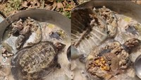 Hobi masak yang aneh dan ekstrem. Pengguna TikTok @survivalllife168 ini sukses bikin penontonnya mual saat masak sup kura-kura dengan daging di balik tempurung yang terbuka.  Foto: BuzzFeed/Site