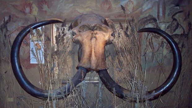 Tengkorak mammoth 'Millie' dari Daggerland ditemukan nelayan di Laut Utara di pesisir Belanda pada Mei 1999.