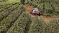 Kawasan ini menjadi destinasi wisata alam baru di Sukabumi serta menjadi sumber perekonomian bagi warga sekitar.