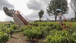 Menikmati Wisata Alam Kebun Teh Goalpara di Sukabumi