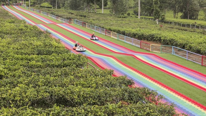Wisata alam kebun teh Goalpara Sukabumi Seorang pengunjung berfoto di kawasan wisata kebun teh Goalpara, Sukaraja, Kabupaten Sukabumi, Minggu (14/1/2024). Wisata alam seluas sekitar 12 hektare yang menyuguhkan pemandangan kebun teh di kaki Gunung Gede Pangrango tersebut menjadi salah satu destinasi wisata alam baru di Sukabumi serta menjadi sumber perekonomian bagi warga sekitar. ANTARA FOTO/Henry Purba/agr/wpa.