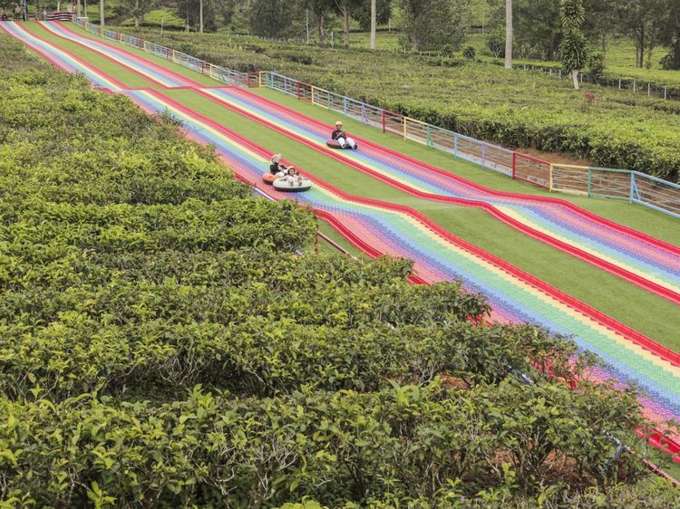 Menikmati Wisata Alam Kebun Teh Goalpara di Sukabumi