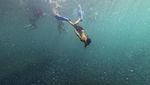 Pesona Wisata Bawah Air Pulau Cubagua yang Indahnya Kebangetan