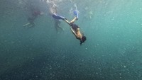 Area ini sangat cocok untuk snorkeling.