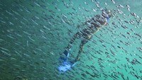 Seorang wisatawan langsung diserbu ratusan ikan kecil saat menjelajah pulau.