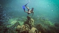 Biota bawah laut yang kaya semakin membuat snorkeling makin menarik.