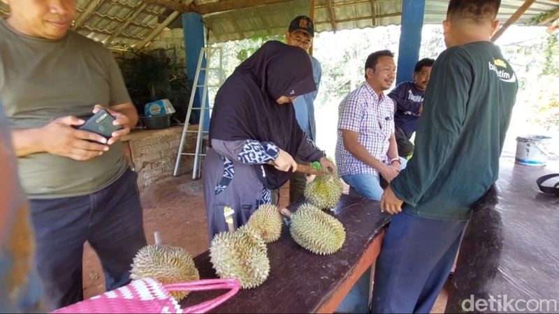 wisata petik durian di Desa Sugihan, Kecamatan Solokuro