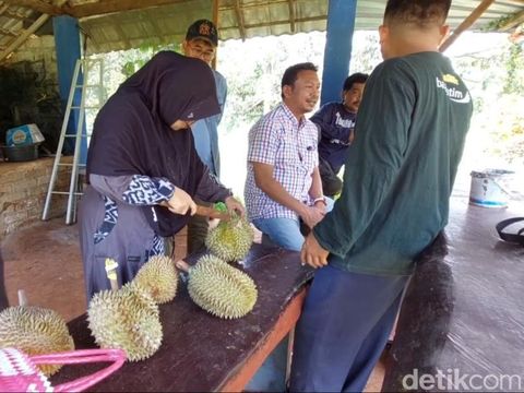 wisata petik durian di Desa Sugihan, Kecamatan Solokuro