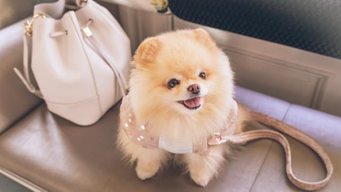 Anak anjing Pomeranian (anjing pom).