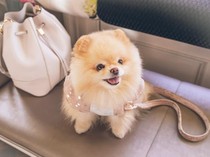 Kejiwaan Pria di Jakut Diperiksa Buntut Diduga Lecehkan Anjing Pom