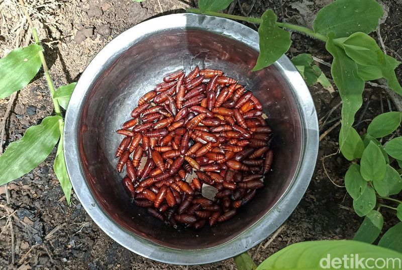 Sejumlah warga berburu entung ulat jati di Desa Kembangarum,Blitar. Ulat jati itu dijual seharga Rp 100 ribu per kilogram, Selasa (16/1/2024).