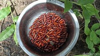 Sejumlah entung daun jati yang berhasil ditemukan oleh warga di hutan.