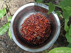 Ulat Jati Goreng, Kuliner Ekstrem Gunungkidul yang Lagi Musim