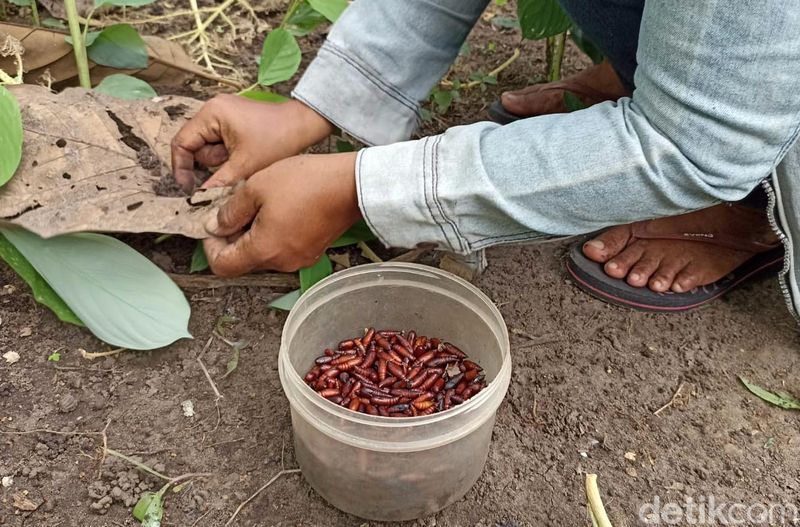 Sejumlah warga berburu entung ulat jati di Desa Kembangarum,Blitar. Ulat jati itu dijual seharga Rp 100 ribu per kilogram, Selasa (16/1/2024).