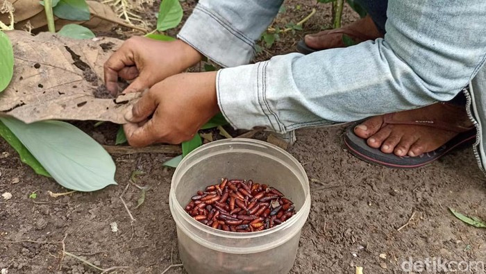 Sejumlah warga berburu entung ulat jati di Desa Kembangarum,Blitar. Ulat jati itu dijual seharga Rp 100 ribu per kilogram, Selasa (16/1/2024).